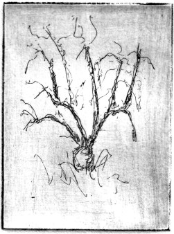 9-15 Intaglio, 4" x 3"